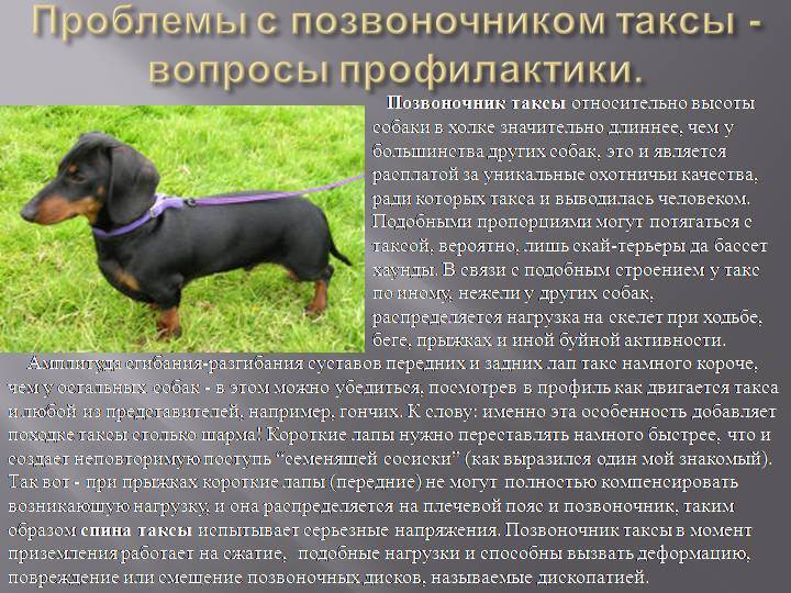 Такса: характеристика, уход и содержание породы (с фото) | все о собаках