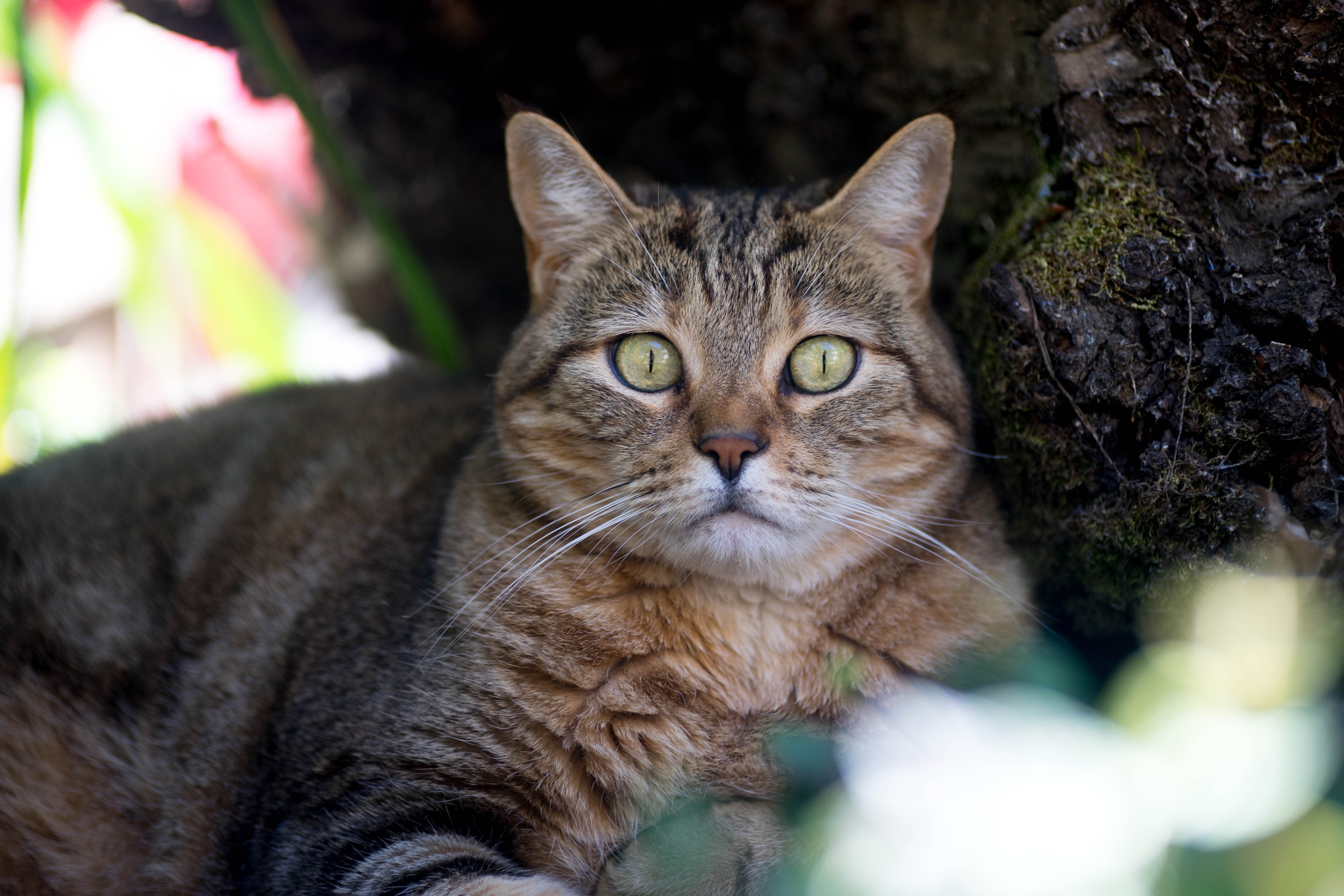 Европейская короткошерстная кошка: описание, содержание породы