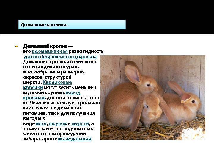 Сколько живут кролики в домашних условиях: обычные и декоративные породы, их описание