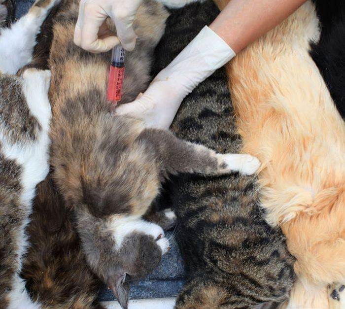 Эвтаназия кошек и котов - как происходит и где похоронить любимца | caticat.ru