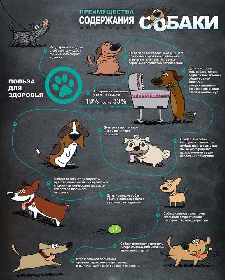 ᐉ как правильно ухаживать за собакой? - ➡ motildazoo.ru
