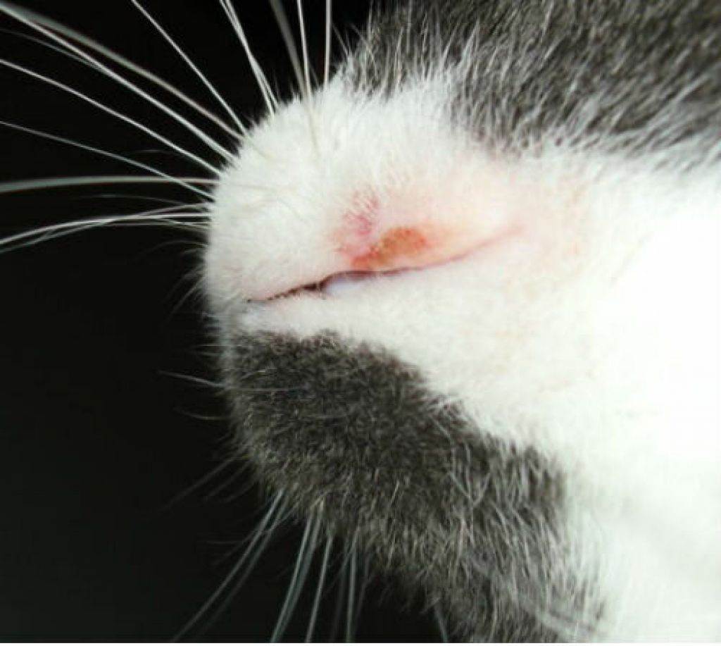 Язва у кошки на губе