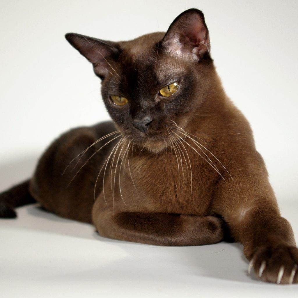 Фото и описание кельтской, или европейской короткошерстной, кошки согласно стандарту породы