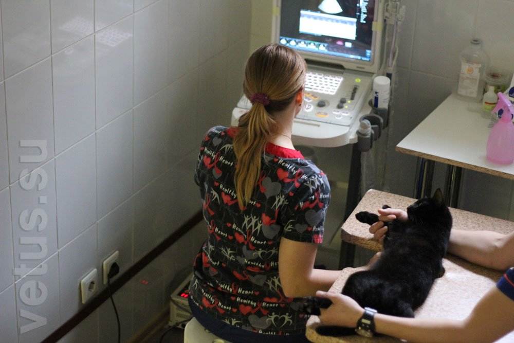 Узи для кошек: подготовка, как проводят процедуру