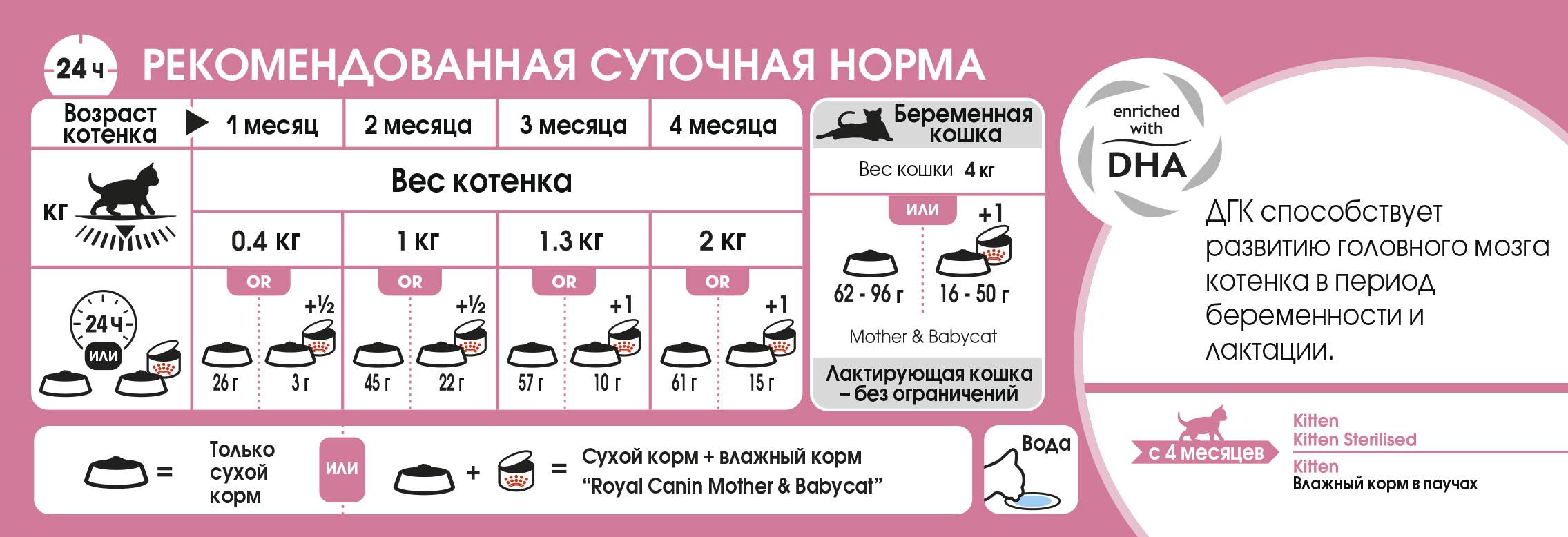 Сколько раз в день кормить кота: рекомендации, особенности и правила :: syl.ru