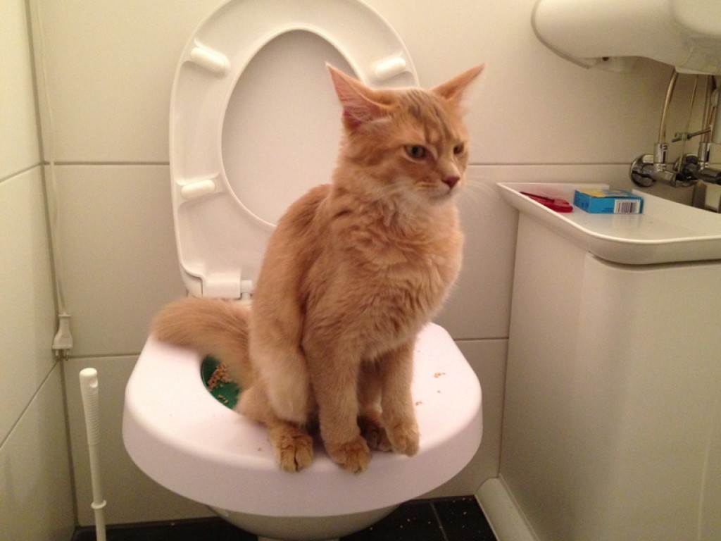 Кот часто ходит в туалет по маленькому по чуть-чуть: причины, диагностика и лечение