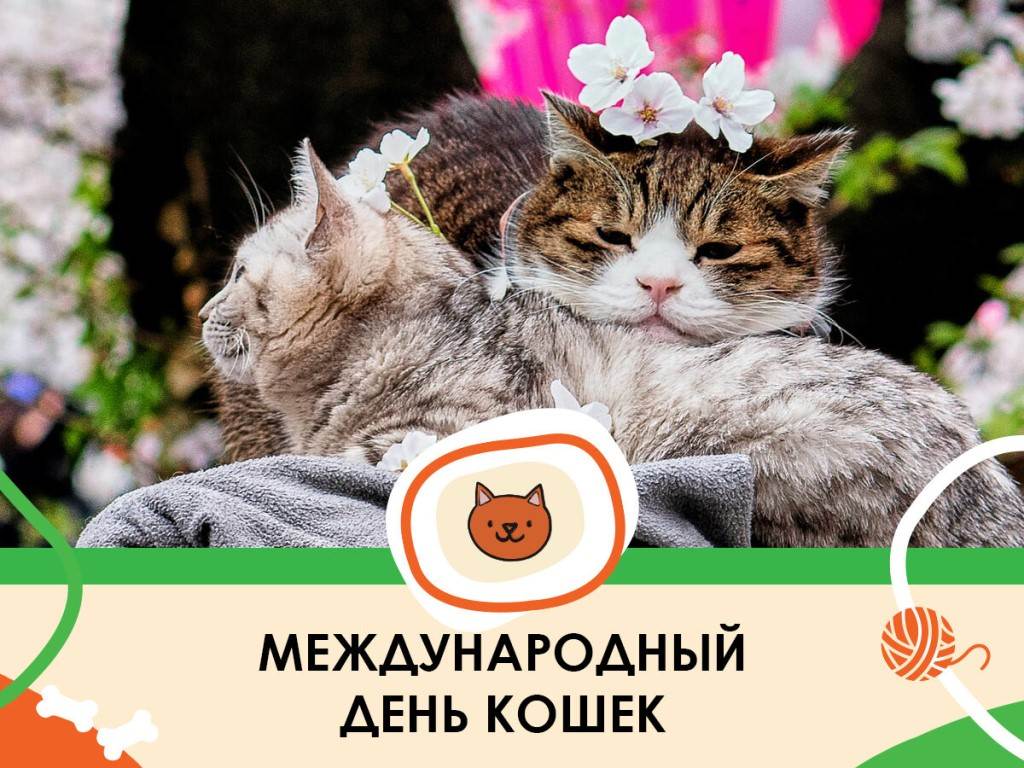 День кошек в россии в 2022 году: дата празднования, история и особенности