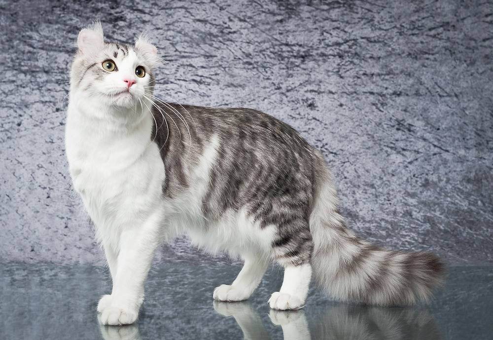 Американский керл – кошка с характером питера пена