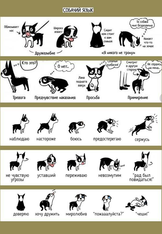 ᐉ как обучить собаку командам - ➡ motildazoo.ru