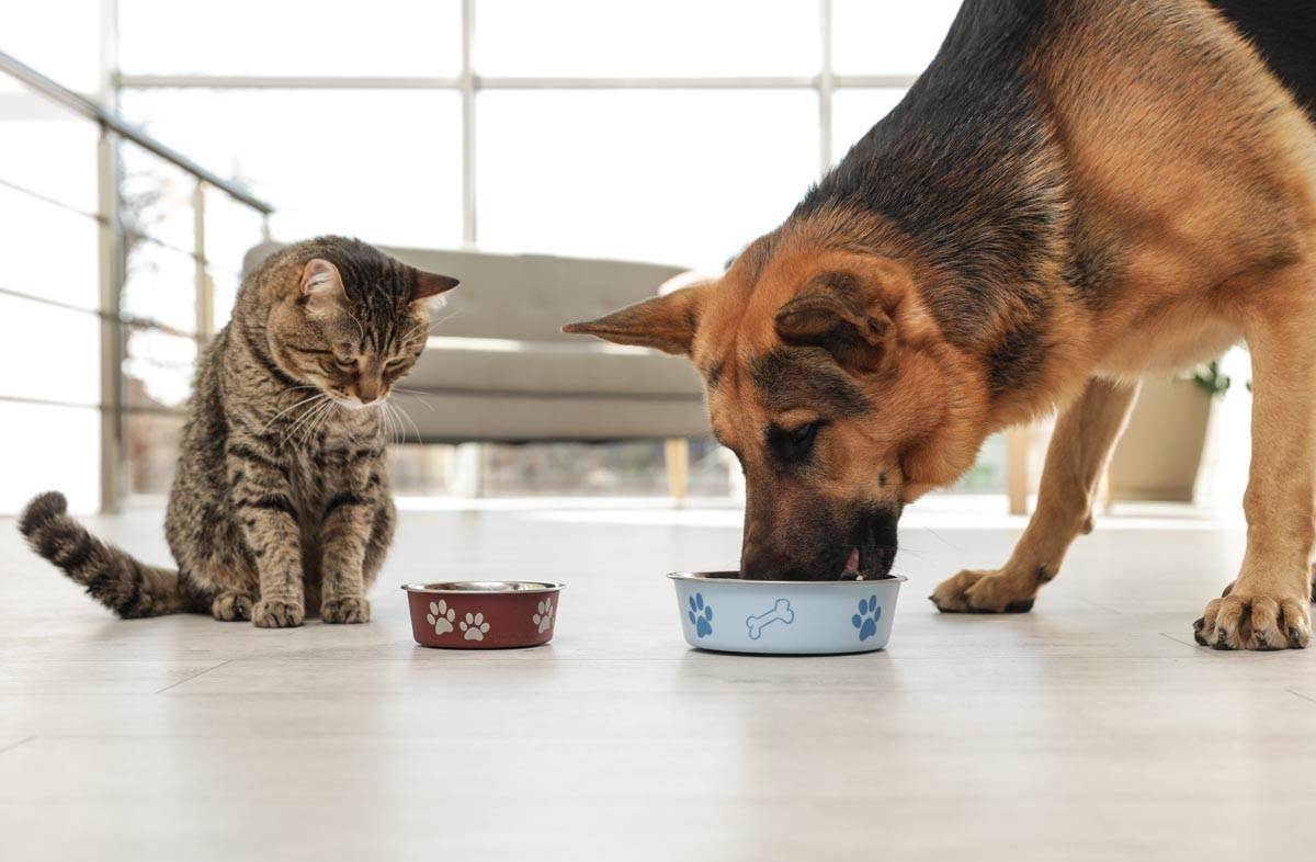 Что будет, если кормить собаку кошачьим кормом?