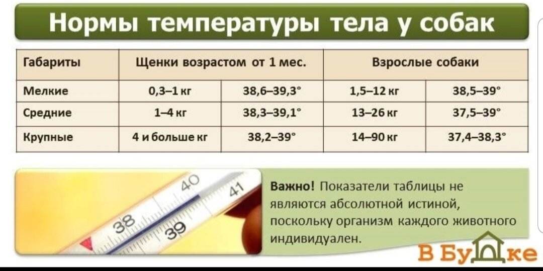 Как измерить температуру собаке самостоятельно