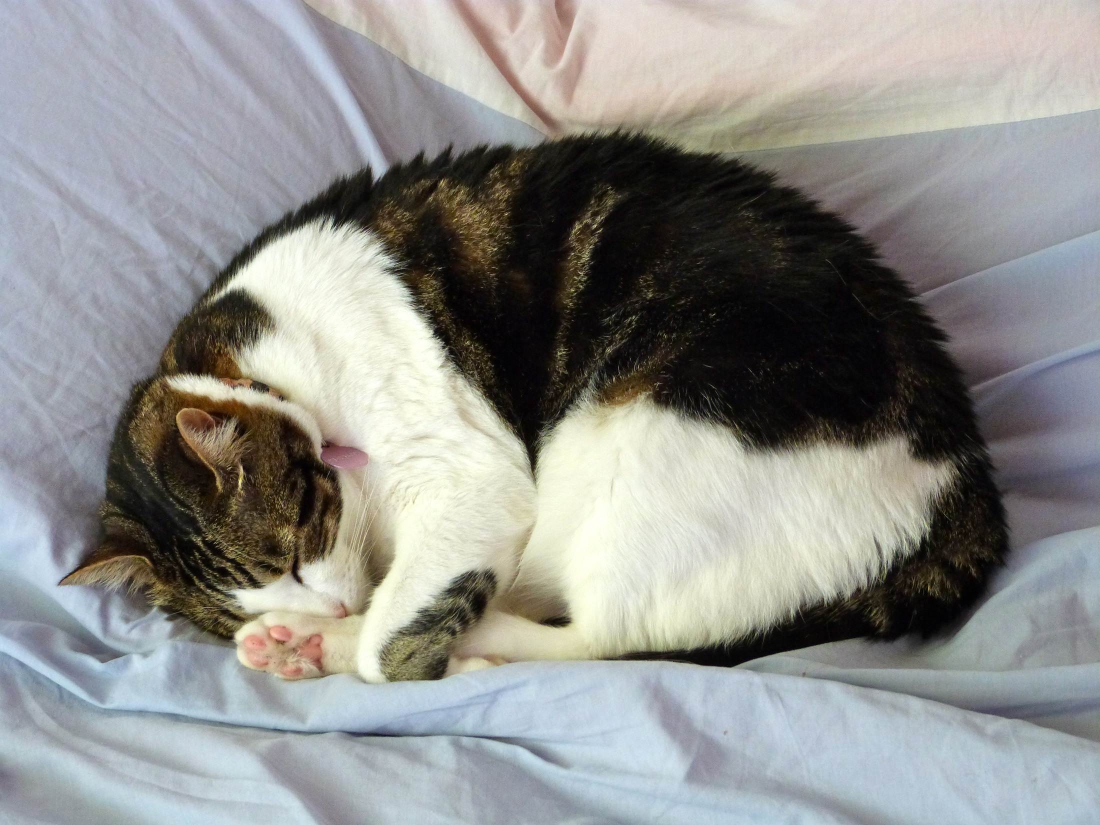 Почему кошка спит: норма, патологические причины, что делать
