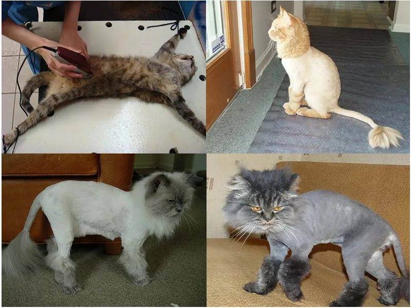 Как подстричь кота дома машинкой для человека - oozoo.ru