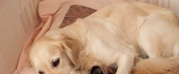 У собаки после течки гнойные выделения: причины, когда нужна помощь ветеринара, методы лечения