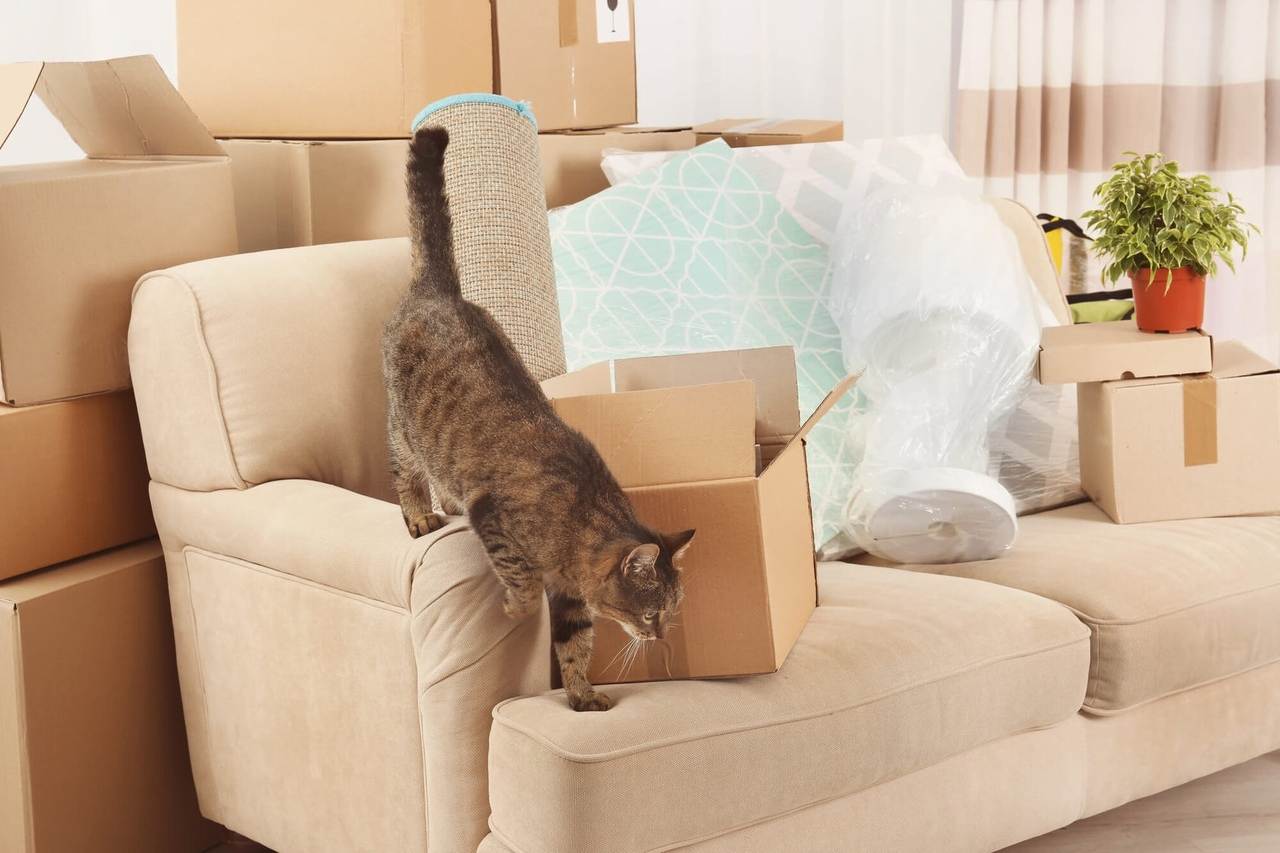 Как приучить кошку к новому дому: подготовка, чего нельзя делать