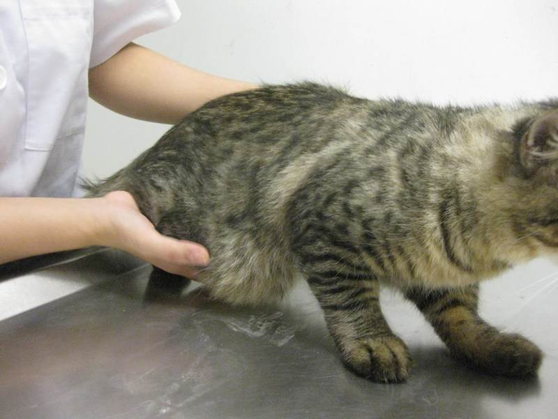 У котенка большой живот: причины и последствия, сопутствующие вздутию живота у котенка симптомы, лечение возможных заболеваний