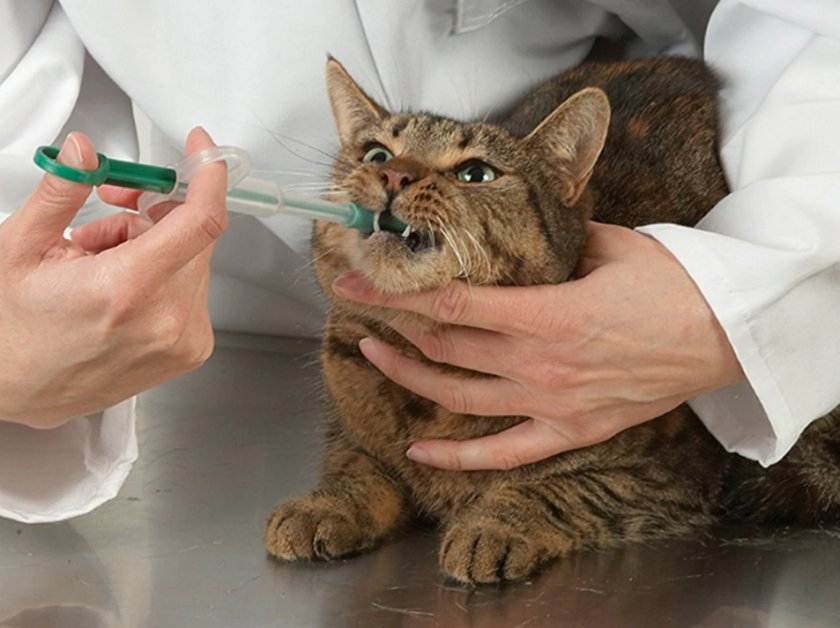 Почему кошка кашляет и хрипит: причины и лечение