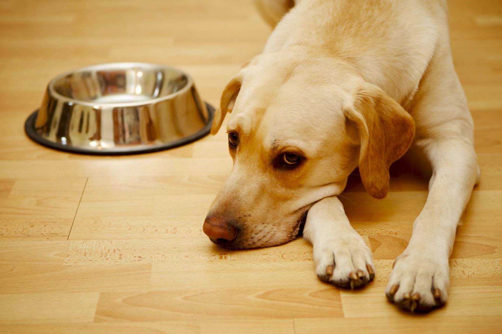 Почему собака отказывается от еды и сильно похудела, причины | блог ветклиники "беланта"