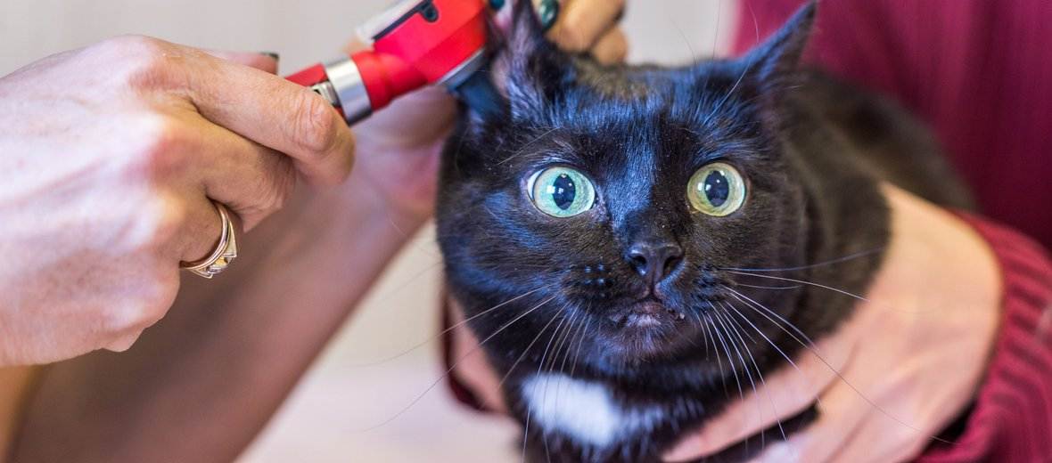 Как подстричь когти кошке в домашних условиях? | котпроглот