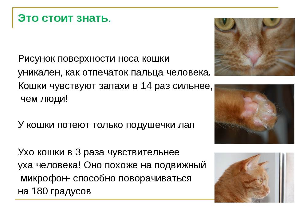 Неприятный запах от кошки: пахнет ли здоровая кошка, источники неприятного запаха, правила гигиены и здорового питания