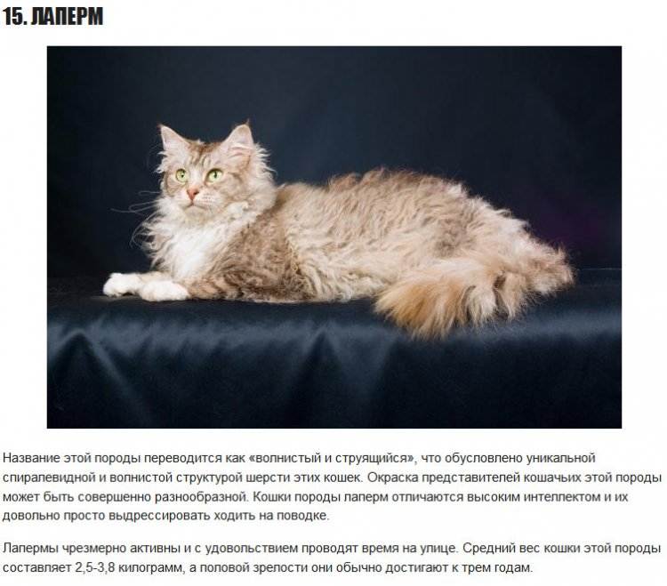 Лаперм: топ-100 фото кошки, цена котенка, история выведения, интересные факты, сколько живет, внешний вид + правила ухода