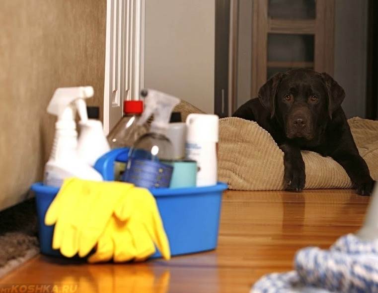 ᐉ как избавиться от запаха собаки в квартире? - ➡ motildazoo.ru