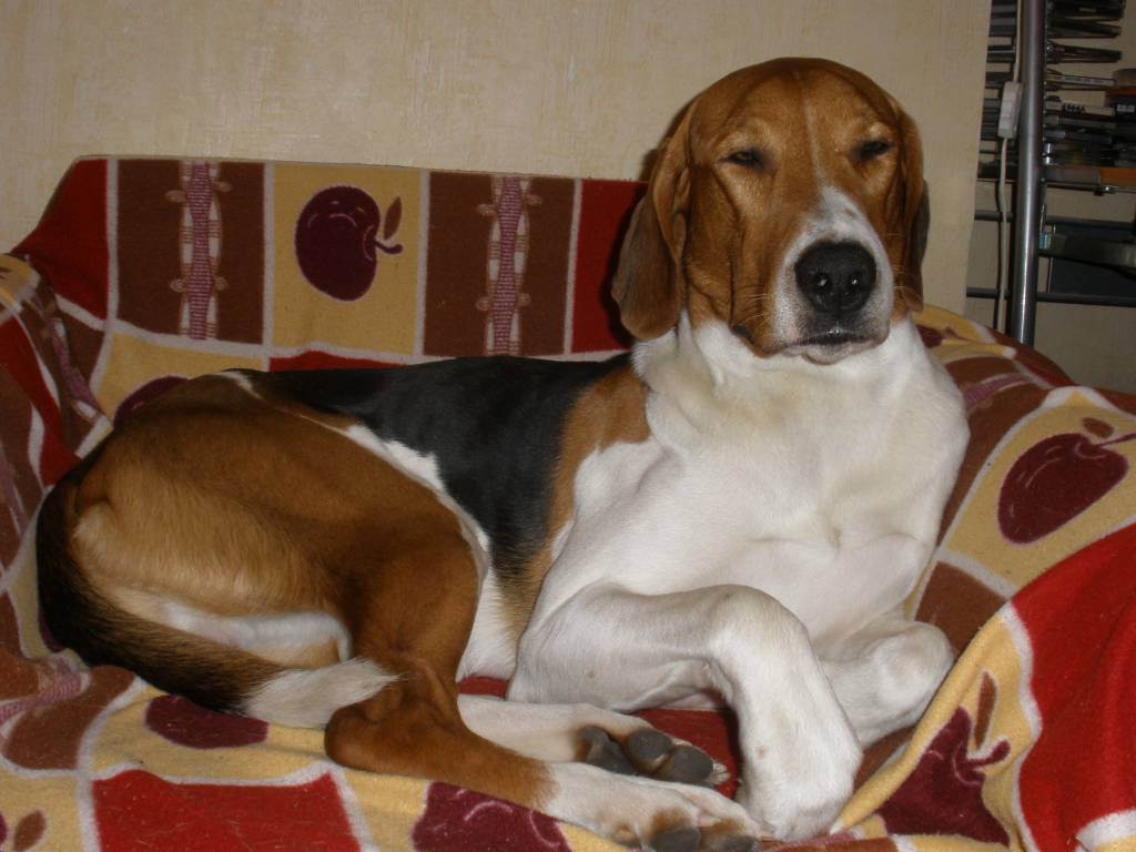 Русская гончая — фото, описание и особенности породы собак