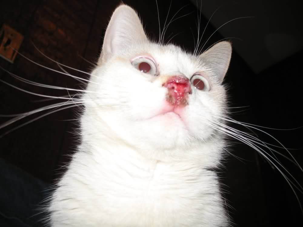 Кот чихает: возможные причины и что делать | блог ветклиники "беланта"