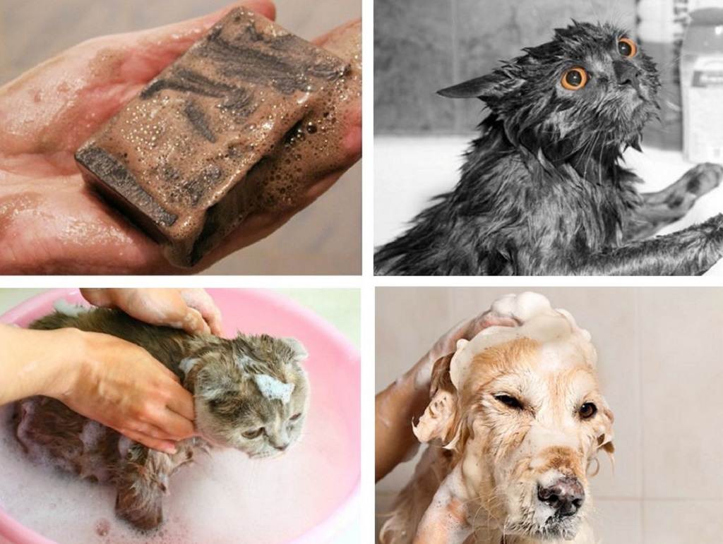 Дегтярное мыло от блох у кошек и собак – отзывы, инструкция по применению