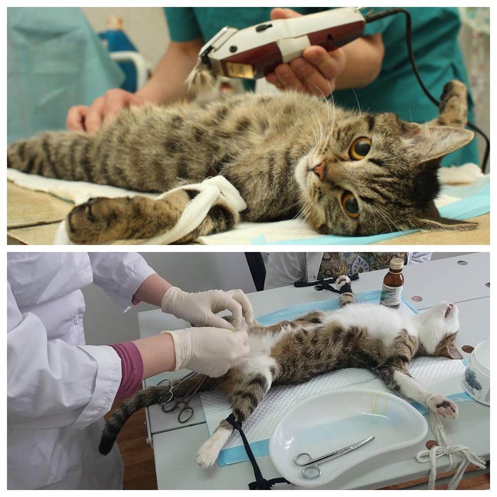 В каком возрасте можно стерилизовать кота?