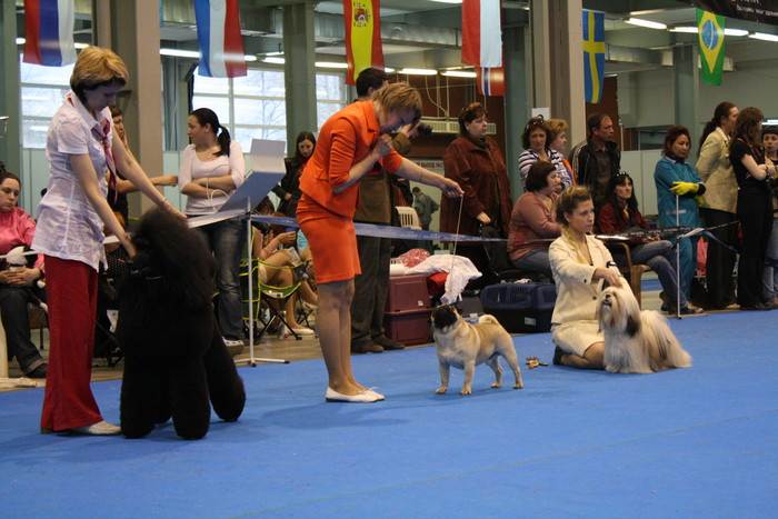 Zooпортал.pro :: international dog show cacib – fci / интернациональная выставка собак cacib – fci "магнитка - 2021"