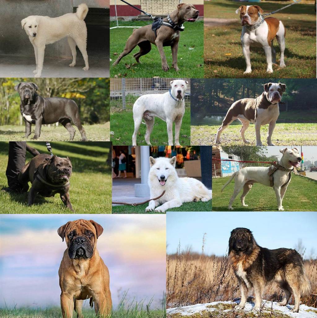 Людоеды? полный список собак, которых запретят выгуливать без поводка и намордника :: самолётъ