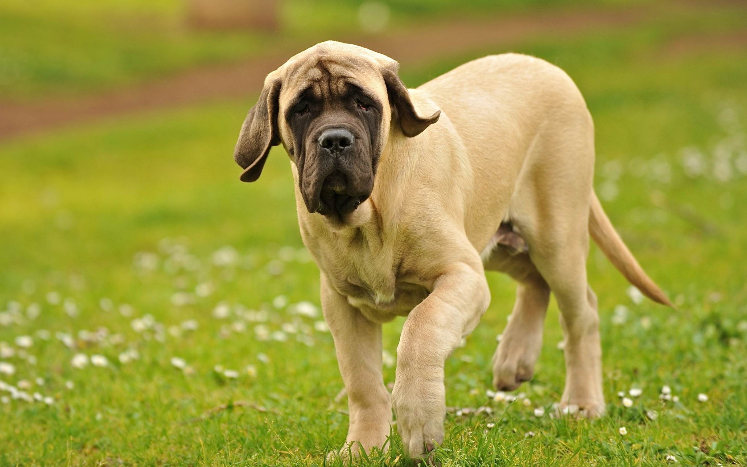 Порода собаки английский мастиф : характеристики, фото, характер, правила ухода и содержания