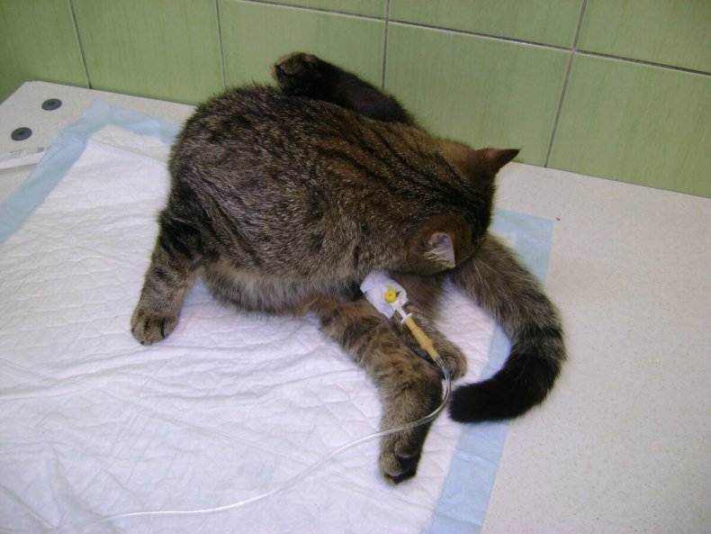 Эффективные способы лечения грыжи у котов