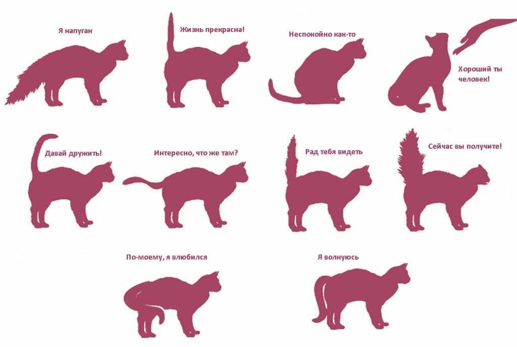Кошачий язык: способы общения, переводчик, как понять кошку