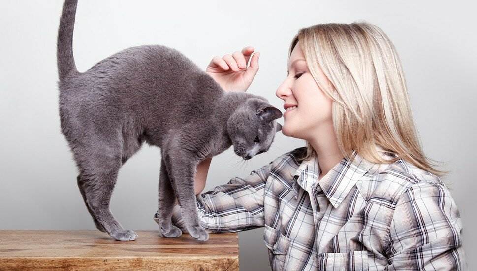 Любят ли нас кошки: научные исследования, умеют ли коты любить своих хозяев