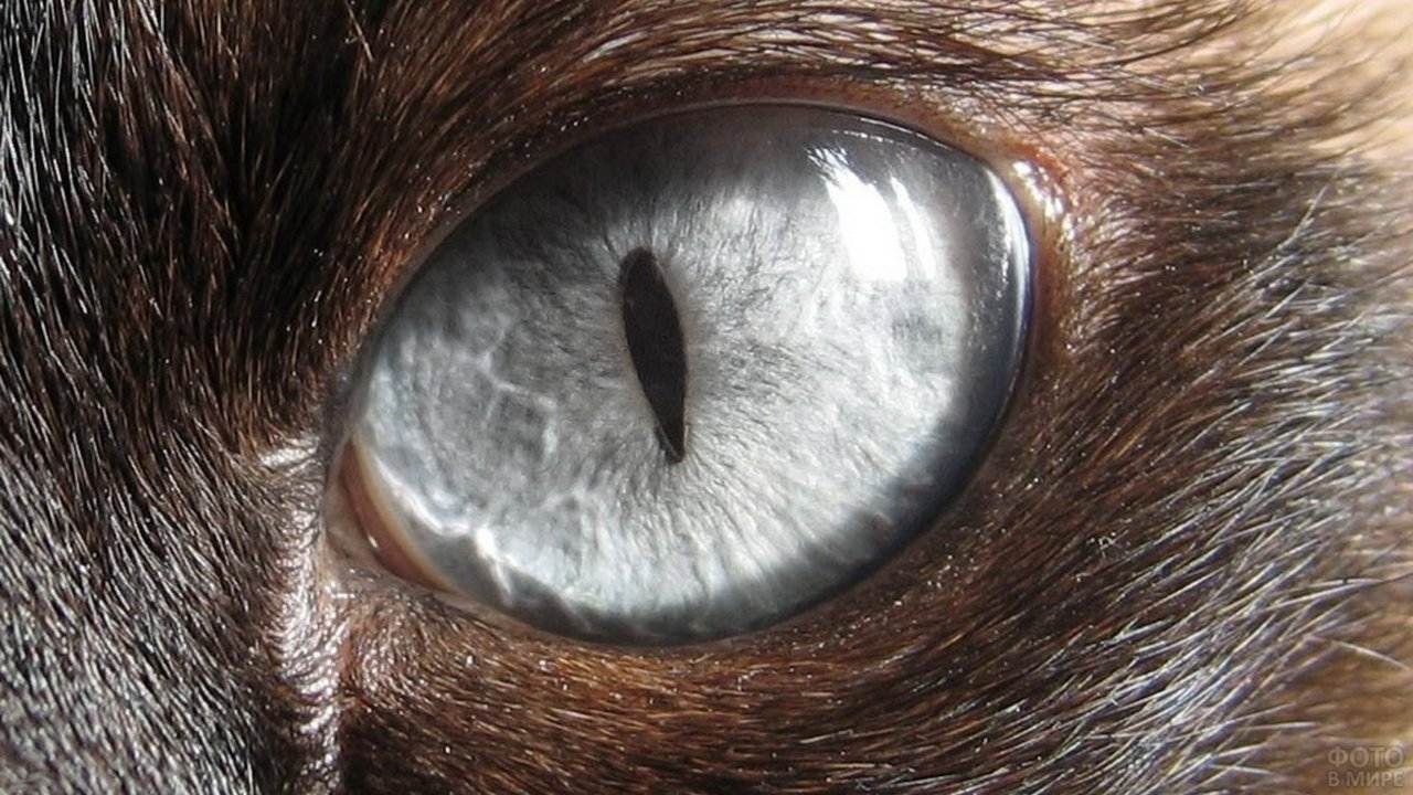 Третье веко у кошки закрывает глаз на половину: причины, как лечить