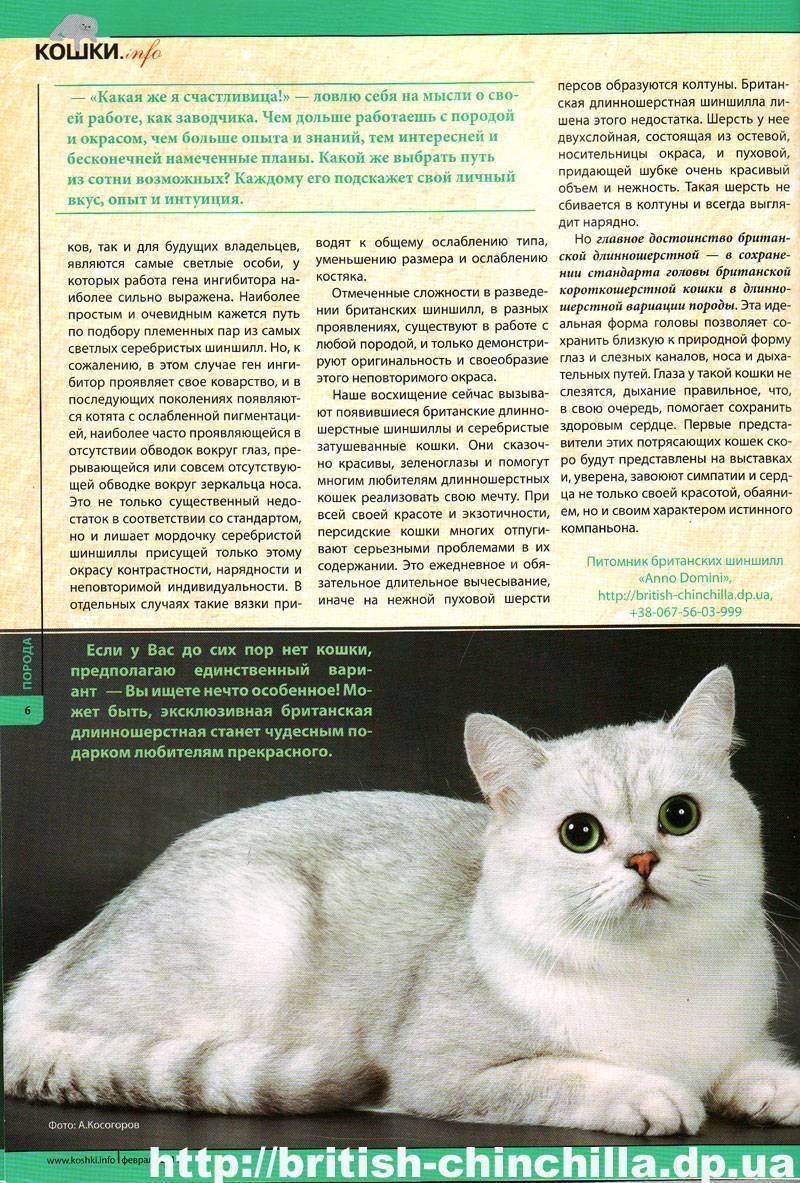 Бирманская кошка: описание породы, характеристики, фото - мир кошек