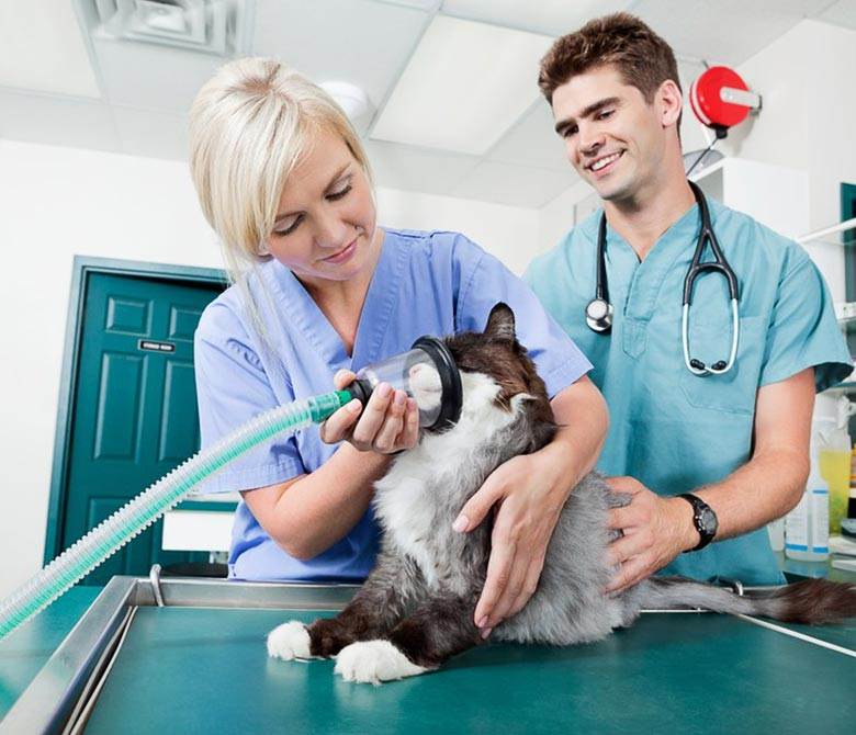 Ветеринарный врач (ветеринар)