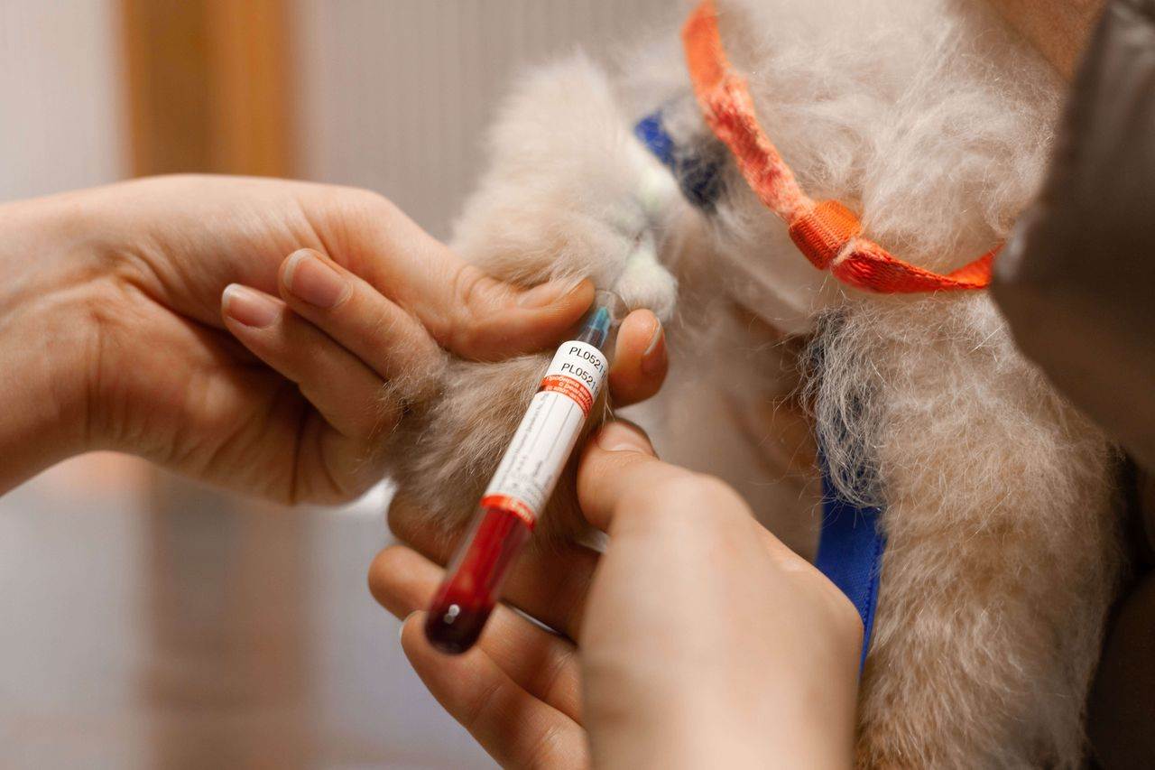 Гемотрансфузия собак и кошек – переливание крови животным