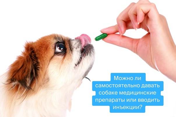 Как давать собаке лекарства в различных формах выпуска