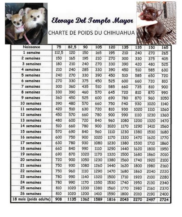 Размеры чихуахуа: взрослой собаки и таблица веса щенка по месяцам