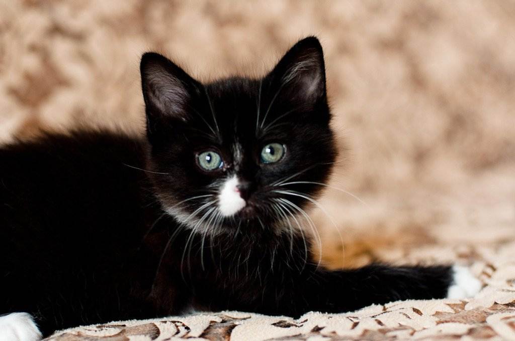 Как назвать черного котенка — красивые клички в честь кумиров, с акцентом на черный цвет +видео и фото