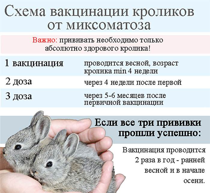 Все виды вакцин для кроликов