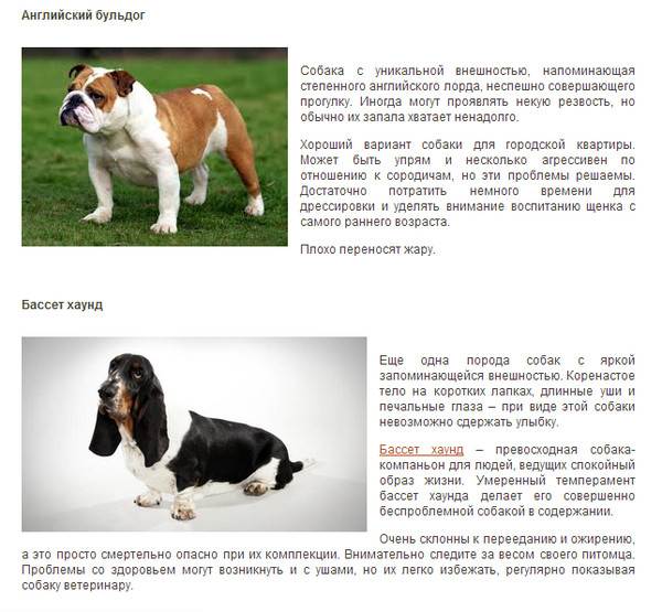 Португальская водяная собака: характеристика и описание редкого вида водолазов кан диагуа