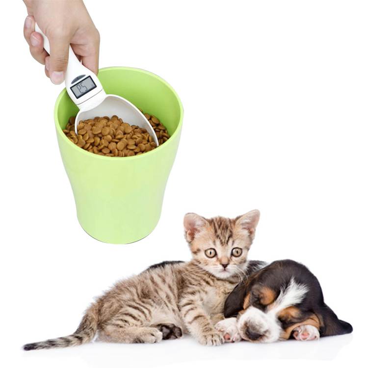 Особенности кормления кошек лечебным кормом