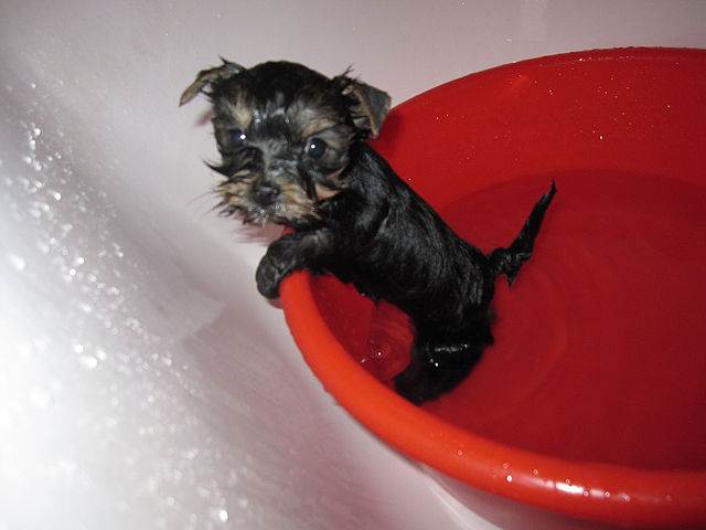 Как часто можно мыть, купать собаку, чихуахуа, йорка? чем и как купать собак? обзор шампуней для собак от блох, перхоти, запаха
