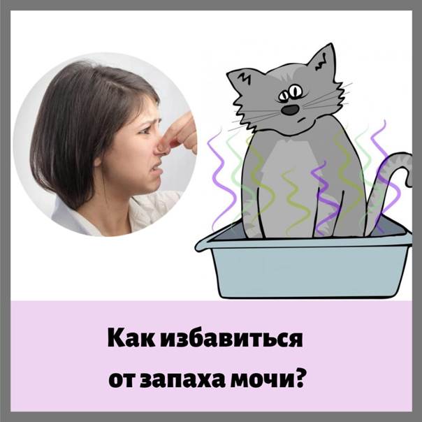 Сильный запах изо рта у кошки: причины и лечение | hill's