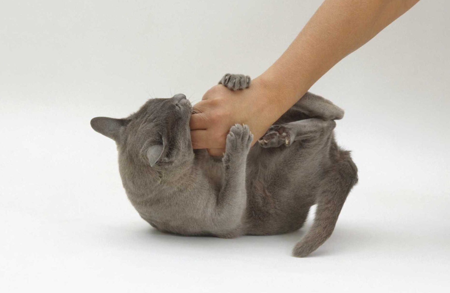 ᐉ кошка не принимает котят. почему и что делать? - ➡ motildazoo.ru