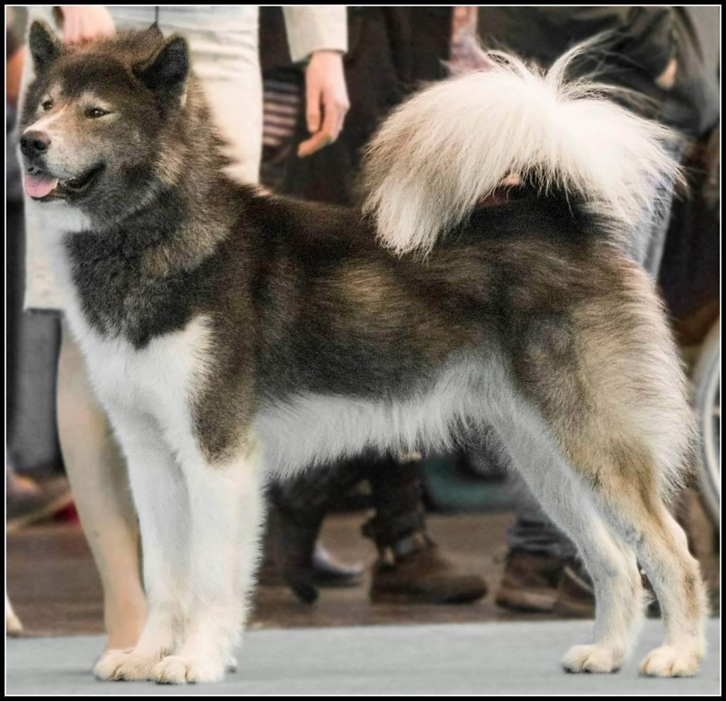 Канадская эскимосская собака - canadian eskimo dog - abcdef.wiki